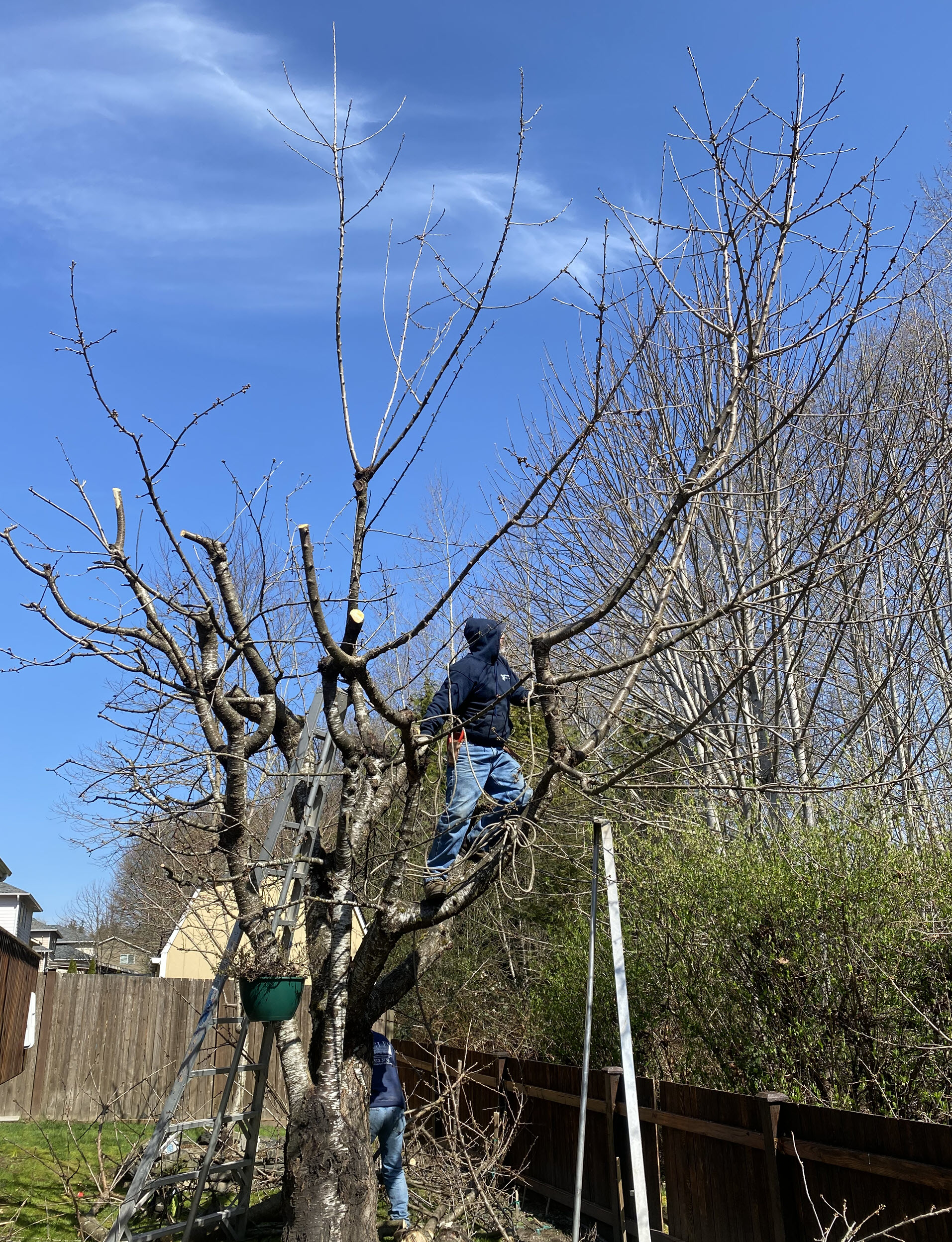 Spring Landscape Timing: When to Shape and Maintain