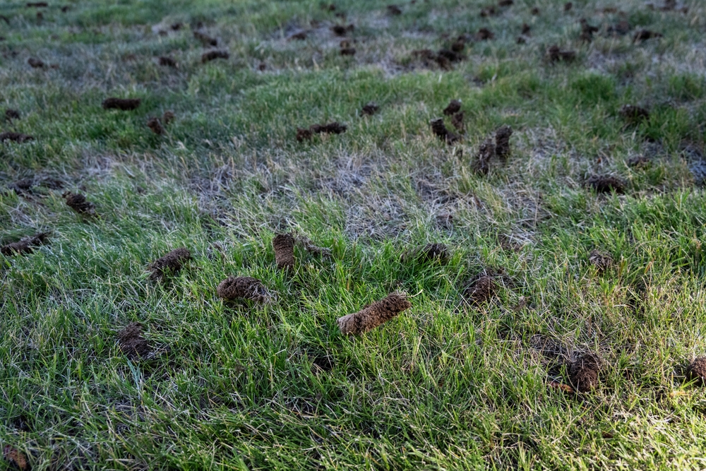 Aeration and Overseeding: When Is the Best Time?